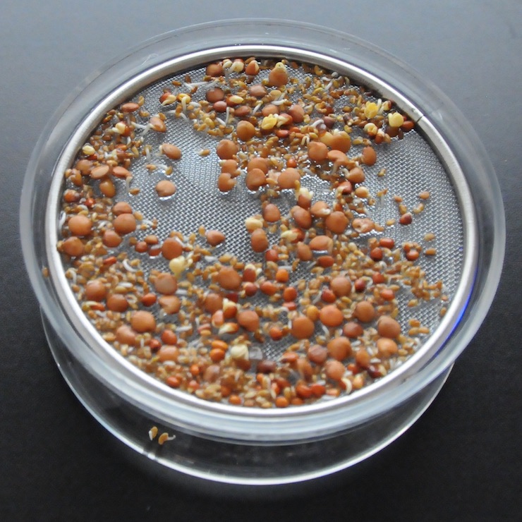 seeds on a round sprouting tray