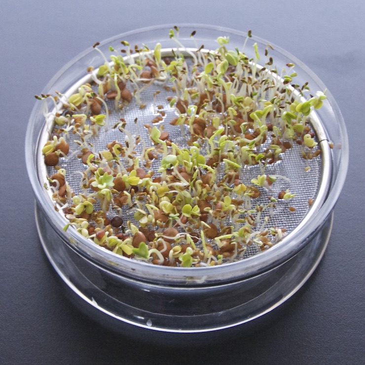 seeds starting to sprout on a round sprouting tray