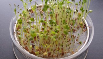 sprouted seeds on a round sprouting tray