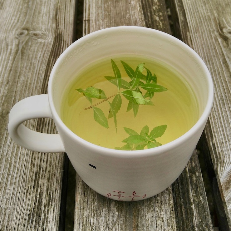 mug of lemon verbena tea